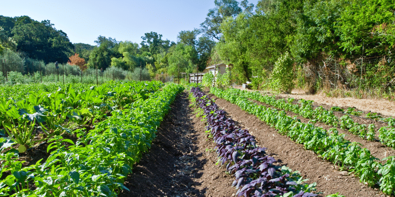 Transforming Food Systems