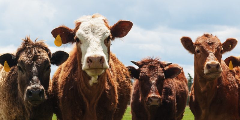 As Featured in RTÉ Brainstorm: Why is the price I'm paying for steak going up and up?