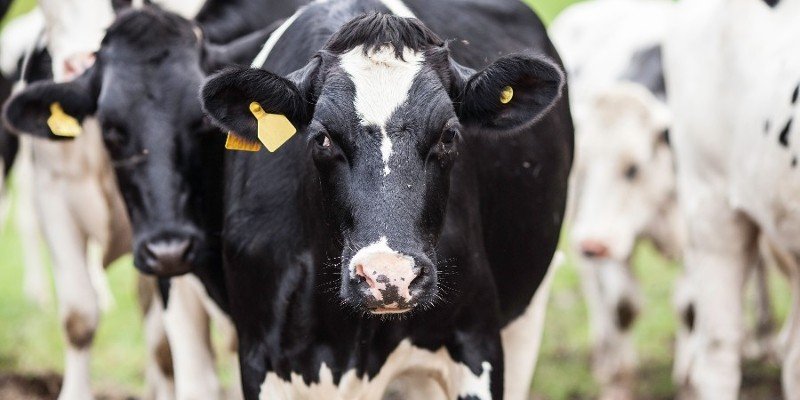 Phd Fellowship - Dairy Industry Competitiveness: An International Statistical & Econometric Approach